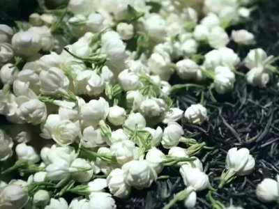 喝茶治口臭嗎，什么茶治口臭好？