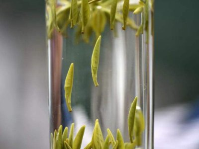 茶葉的專業(yè)知識(shí)，關(guān)于茶的基本知識(shí)大全