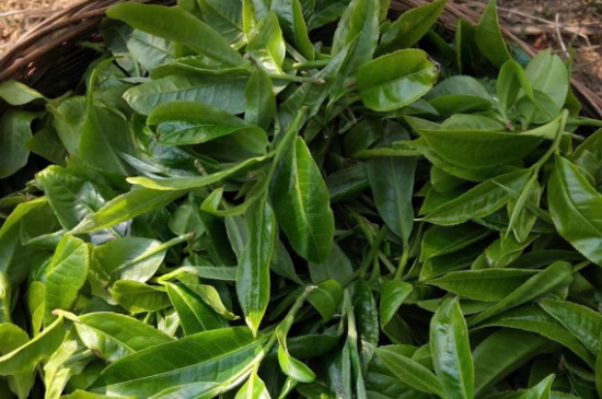 最耐泡的茶葉排名，什么茶葉經(jīng)久耐泡？