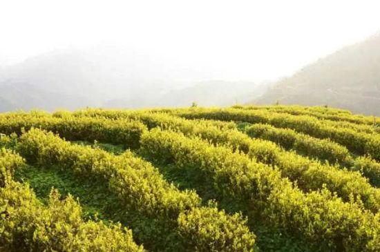 黃金茶的功效及禁忌癥，黃金茶有什么副作用嗎？