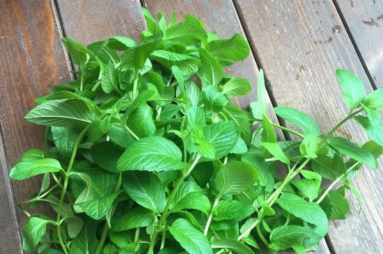 薄荷茶的功效與作用，喝薄荷茶有什么好處？