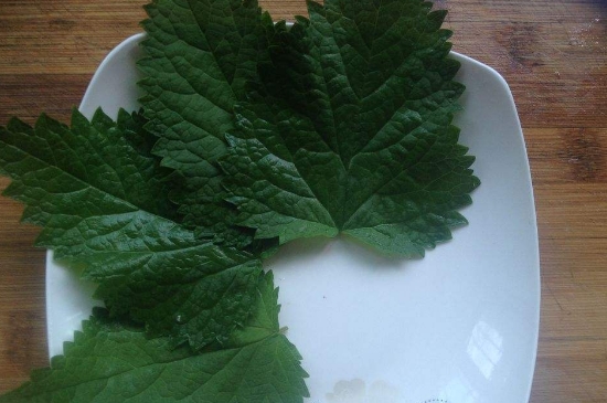 薄荷茶的功效與作用，喝薄荷茶有什么好處？