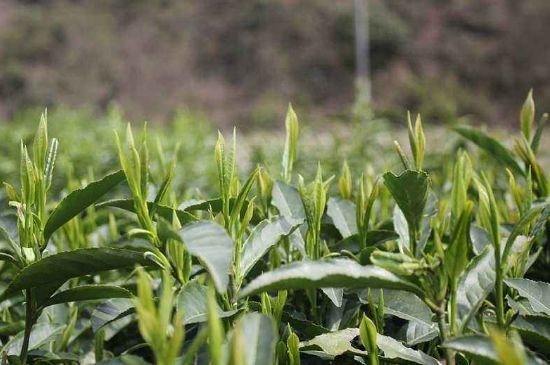 喝黃金茶禁忌，什么人不能喝黃金芽茶？