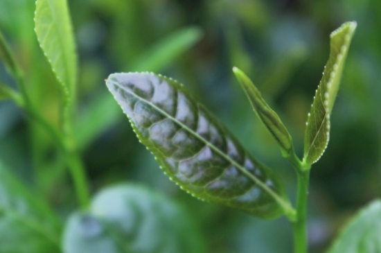綠茶第一泡要倒掉嗎，為什么綠茶第一泡不喝？