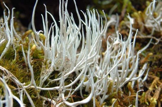 麗江雪茶的禁忌，白雪茶的副作用