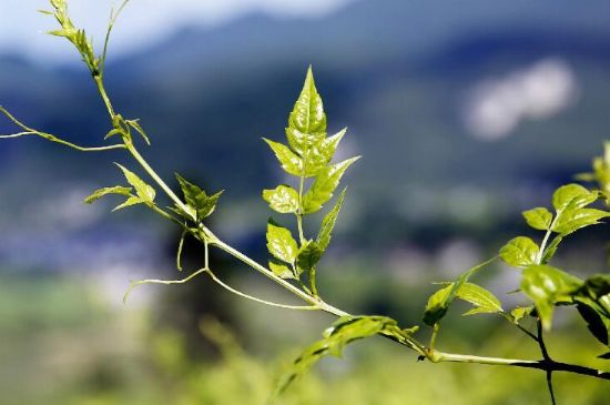 莓茶為什么先苦后甜回甘，莓茶口感怎么樣？