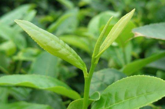 最耐泡的茶葉排名，什么茶葉經(jīng)久耐泡？