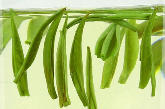 雀舌茶什么人不能喝，雀舌茶的功效與禁忌