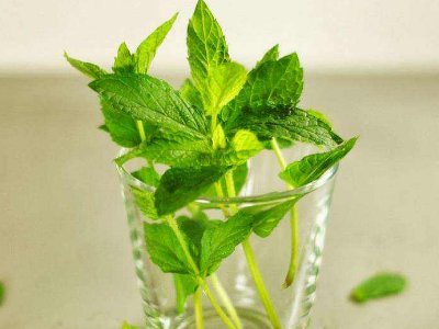 喝茶治口臭嗎，什么茶治口臭好？