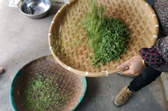 炒青茶為什么便宜，炒青綠茶好喝嗎？