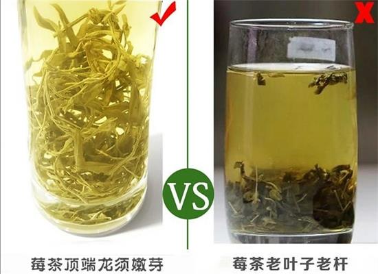 張家界茅巖莓茶與藤茶是同一種茶嗎，藤茶跟莓茶一不一樣？