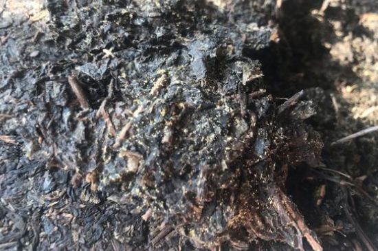 茯茶可以放在冰箱里存放嗎，茯磚茶如何儲(chǔ)存？