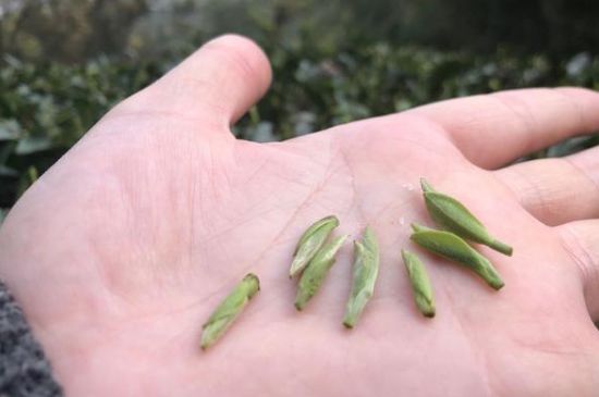 春茶季怎么辨別白毫銀針的好壞，好的白毫銀針如何選購？