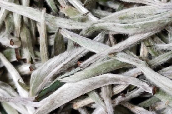 春茶上市白茶的好壞怎么區(qū)分，春白茶怎么分辨好不好？