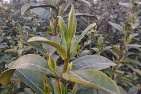 家庭如何保存碧螺春茶葉，蘇州洞庭碧螺春綠茶怎么保存？