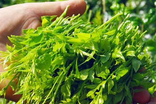 茅巖莓茶別名是什么，莓茶別名叫藤茶嗎？