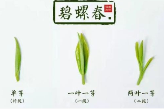 真假碧螺春泡水后區(qū)別，蘇州洞庭碧螺春怎樣鑒別好壞？