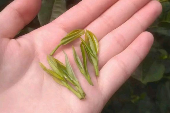 炒青茶為什么便宜，炒青綠茶好喝嗎？