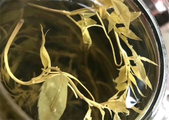 張家界茅巖莓茶與藤茶是同一種茶嗎，藤茶跟莓茶一不一樣？