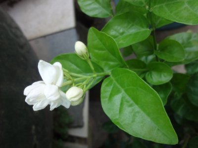 茉莉和什么一起泡最好，茉莉茶有幾種搭配？