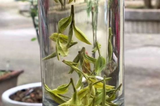 蒸汽煮茶器適合什么茶，蒸汽煮茶器適合用綠茶嗎？