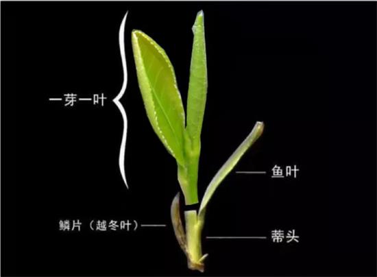 摘茶葉最快的方法，采摘茶葉怎么才能快？