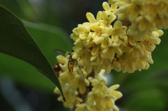 桂花茶禁忌，喝桂花茶有什么禁忌