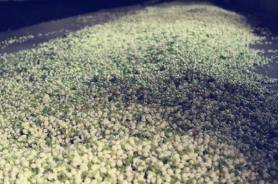 茉莉龍珠怎么做的，茉莉龍珠的制作工藝