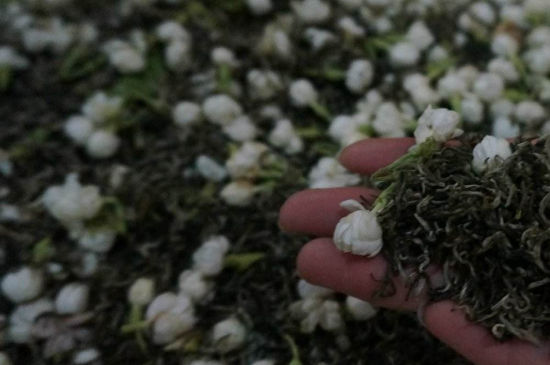 茉莉茶的種類和等級(jí)，茉莉花茶的分類