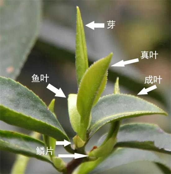 摘茶葉最快的方法，采摘茶葉怎么才能快？