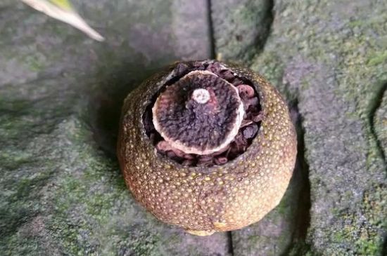 家庭自制柑普茶方法，小青柑制作9個(gè)步驟竅門（圖片）