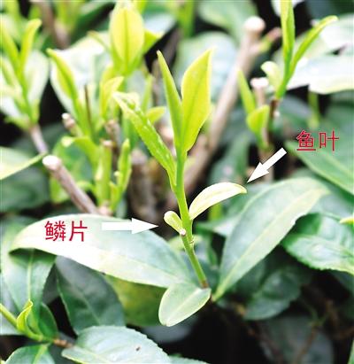 摘茶葉最快的方法，采摘茶葉怎么才能快？