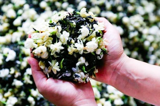 茉莉花和什么在一起喝好，茉莉花喝什么茶搭配？