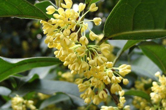 干桂花茶的制作方法，怎樣自制桂花茶？