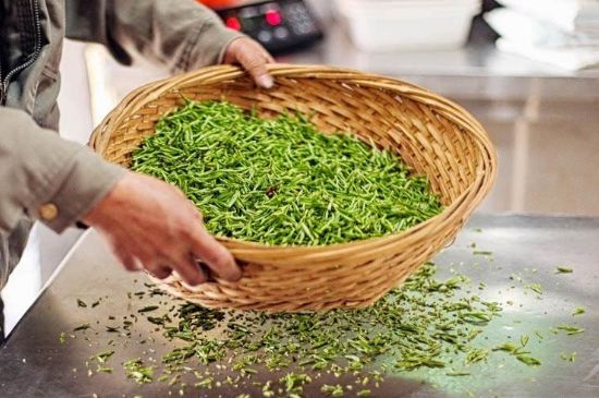 武夷巖茶的初制、精制加工工藝詳細(xì)講解
