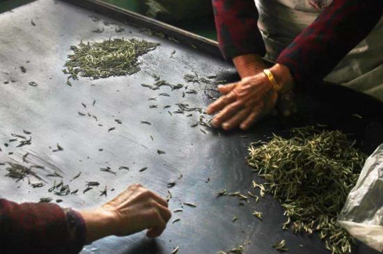 武夷巖茶的初制、精制加工工藝詳細(xì)講解