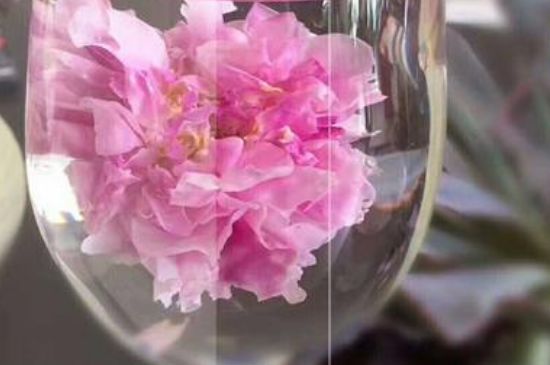 干玫瑰花泡水放幾顆，玫瑰花泡水一次放幾朵？