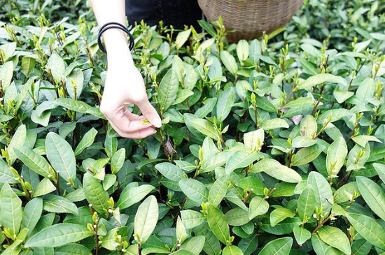 采茶的方法與步驟，如何正確采摘茶葉？