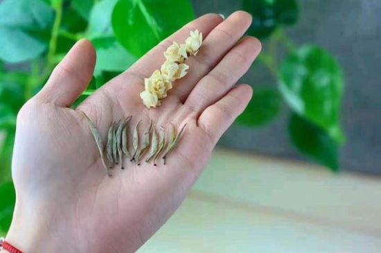 茉莉銀針口感，茉莉銀針是什么味道？