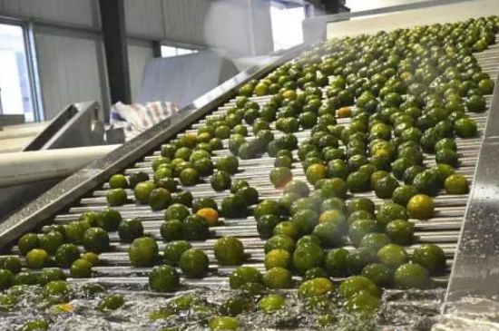 家庭自制柑普茶方法，小青柑制作9個(gè)步驟竅門（圖片）