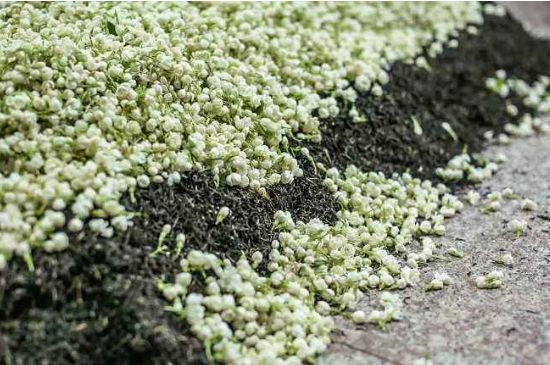 茉莉茶葉的功效與禁忌，什么人不適合喝茉莉花茶？