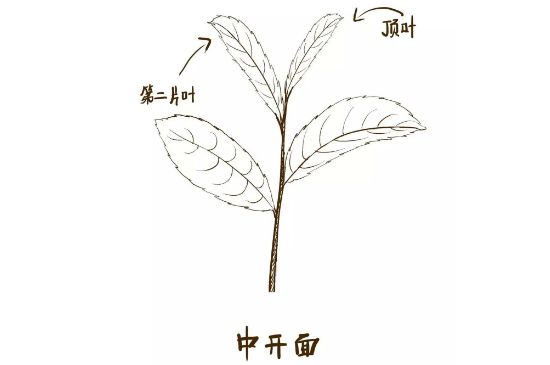 武夷巖茶的初制、精制加工工藝詳細(xì)講解