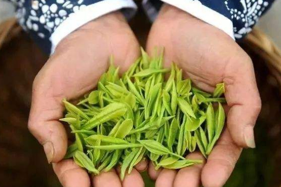 摘茶葉最快的方法，采摘茶葉怎么才能快？