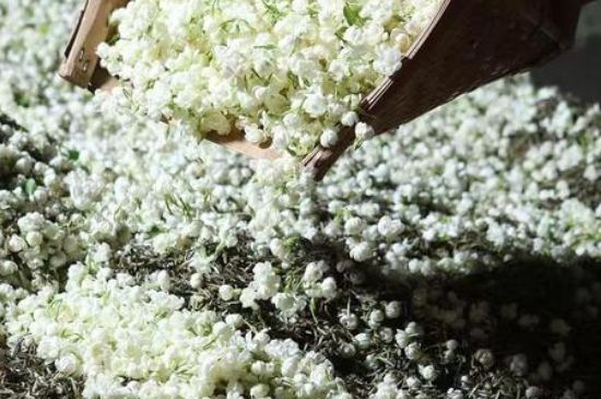 茉莉茶葉的功效與禁忌，什么人不適合喝茉莉花茶？