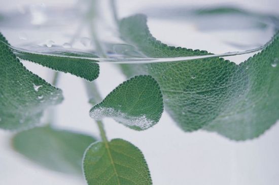 薄荷葉茶怎么制作，薄荷如何做成干茶葉