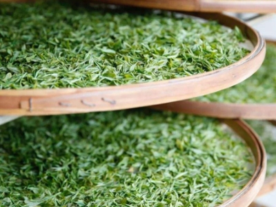 云南八大茶系分別是哪些，都是什么名字