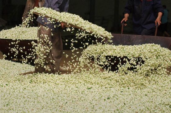 茉莉龍珠怎么做的，茉莉龍珠的制作工藝