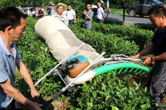 采茶的方法與步驟，如何正確采摘茶葉？