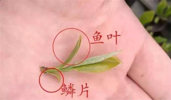 摘茶葉最快的方法，采摘茶葉怎么才能快？