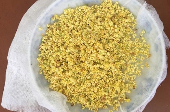 干桂花茶的制作方法，怎樣自制桂花茶？